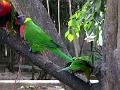 21a - Jardin Tropical 015